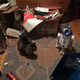 Illustration for article titled My Cats are Ingrates